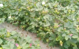 棉花施肥技术,生长期长需肥量大