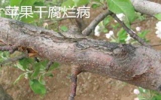 苹果树的常见病害及特征,主要病因包括干旱和冻害