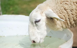 羊摄食打了除草剂的草有没有问题，情况严重时会导致死亡