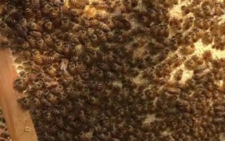 怎么防治蜜蜂螺原体病,早春要注意做好通风降湿工作