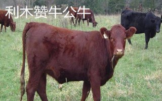 秦川牛和利木赞牛有什么区别,毛色、体型、体重等方面均不同