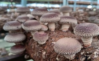 如何预防香菇畸形，需因地制宜选用合适的品种