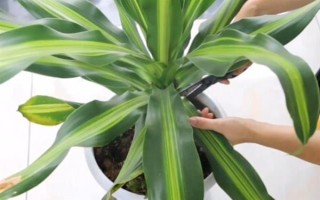 盆栽巴西木要注意什么，早春要更换盆土