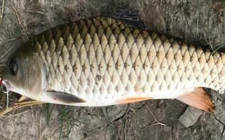 军鱼好不好吃，肉质细嫩鲜美深受消费者欢迎