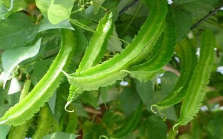 四棱豆适合在哪些地区种植，适合在云南、贵州、四川等地种植