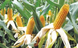 巧克力玉米种子特征特性,平均生育期80.5天