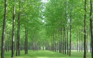 杨树简介，是著名的经济树种