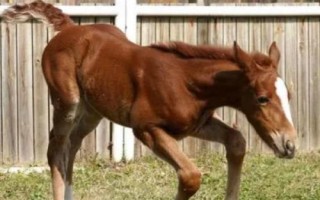 关中马的养殖要点，需选择颈部细长、肌肉丰满的种马作为养殖对象