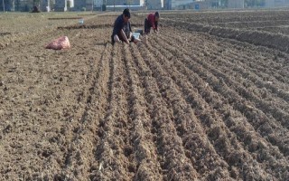 大蒜种植技术，播种前将蒜头放在阳光下晾晒2-3天