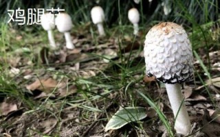 南方适合种植哪些菇类，竹荪、黑木耳、草菇等