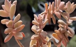 姬胧月和胧月有什么区别，前者是草本植物、后者是常绿灌木