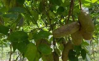 种植八月瓜每亩所需的成本和利润,成本为200-500元左右/亩