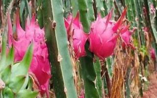 火龙果的主要产地，原产于中美洲的巴拿马、哥伦比亚等地