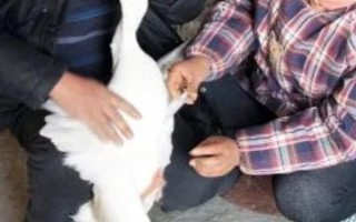 鹅脚软站不起来可以用什么药,需要先查看病因再对症下药