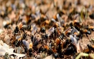 蜜蜂春繁在几月，间因各地气候不同而有差异