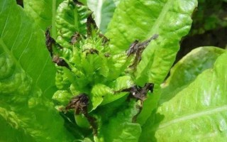 冬季蔬菜缺钙如何防治，不宜一次用肥过多