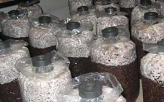 草菇种植技术,栽培季节根据温度和当地气温情况而定