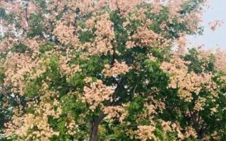 常见的种植树种有哪些，常见的有桂花树、金玫瑰等