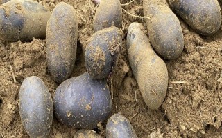 紫土豆的种植前景，营养丰富且用途多