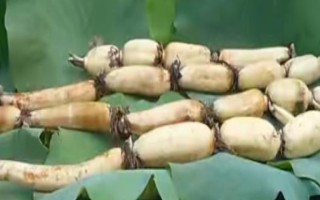 白莲藕苗的价格，一棵需要1.5-3元左右