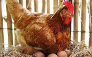 母鸡下蛋口在哪里，就是从泄殖腔出来的