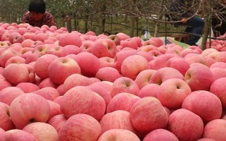 陕西洛川苹果怎么样，果型端正美观且色泽鲜亮