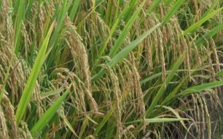 源稻11水稻品种简介，全生育期139天