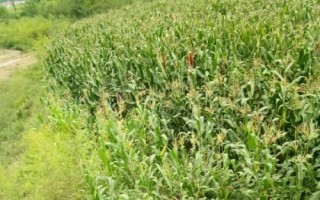 荃科926玉米种子介绍，适宜播种期5月中上旬