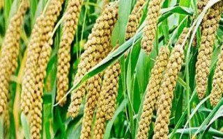 粮食农作物可以分为哪三类,谷类、豆类和薯类作物三大类