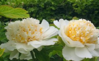牡丹花的常见品种,常见的有魏紫、姚黄、赵粉等