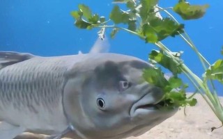 鲤鱼草鱼适合喂什么料，草料、自制饲料、专用饲料均可饲喂