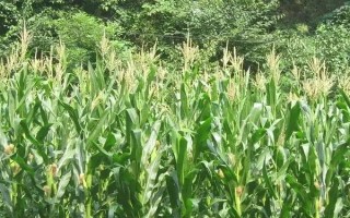 新胜T86玉米种子特点，适宜密度为4000株/亩