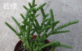 如何区分若绿与青锁龙，可以从外形、鳞片和排列来区分