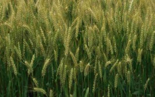 马兰一号小麦种简介，平均亩产量为707公斤左右