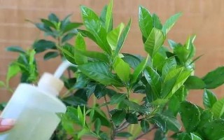 怎样养栀子花，喜欢生长在湿润环境中