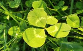 三叶草和金花菜有什么区别，科属、茎干和叶子均不同