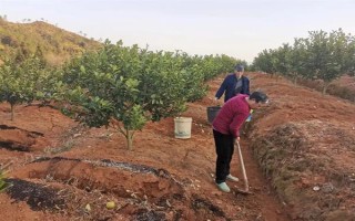 对果树使用未腐熟的有机肥有何害处,容易灼伤根系引发虫害