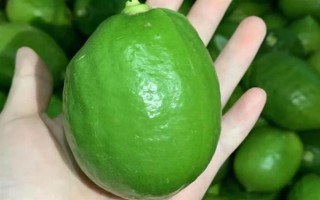 香水柠檬苗的价格，一棵需要3.6-5.9元左右