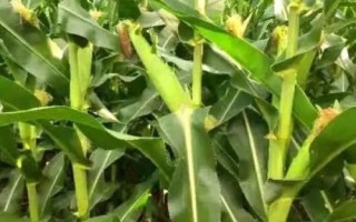 苏玉糯602玉米种子简介,中抗小斑病