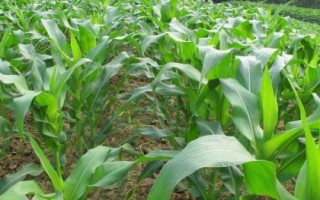 粤甜双色1号玉米种子特征特性,中抗南方锈病