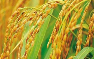 杂交水稻出现的意义，代表我国人民彻底摆脱了饥饿