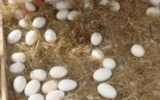 豁眼鹅的特点，其额前有肉质瘤