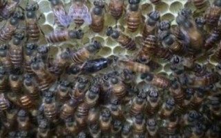 如何安全合并蜂群,弱群并入强群、无王群并入有王群