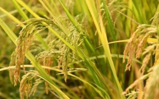 仁优9号水稻种子特点,秧田播种量每亩15.0千克