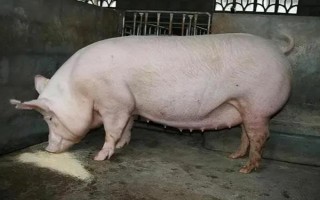 猪的应激反应如何减少，尽可能提供营养好的饲料