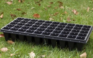 西兰花苗如何种植，在苗龄25-30天的时候即可种植