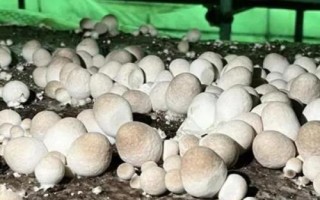 草菇种植技术,栽培季节根据温度和当地气温情况而定