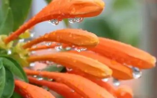 炮仗花的种植要求，放在光线明亮的地方养护