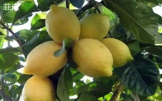 柠檬苗推荐品种，尤力克、菲诺、热那亚等品种值得选择