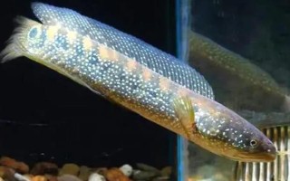 七星鱼的价格，人工养殖一斤需要30-40元